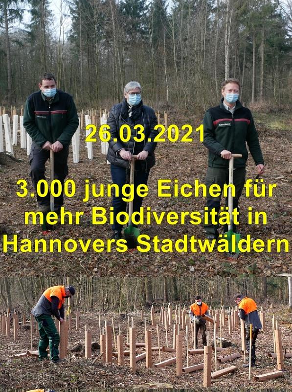 A 3000 Eichen  V -.jpg